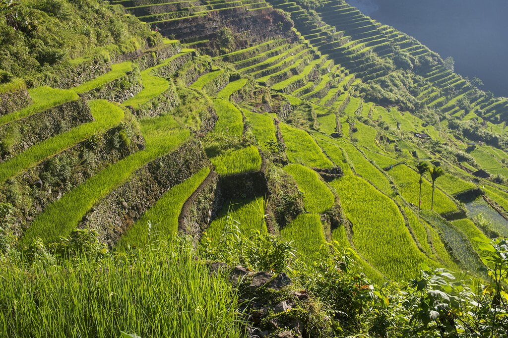 rice terraces of Banaue