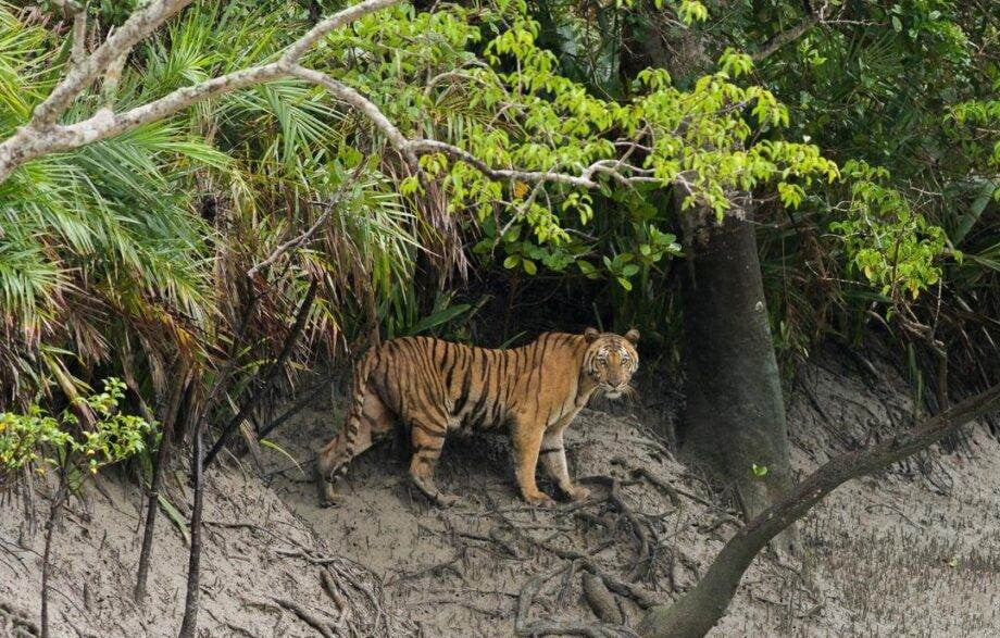 sunderban