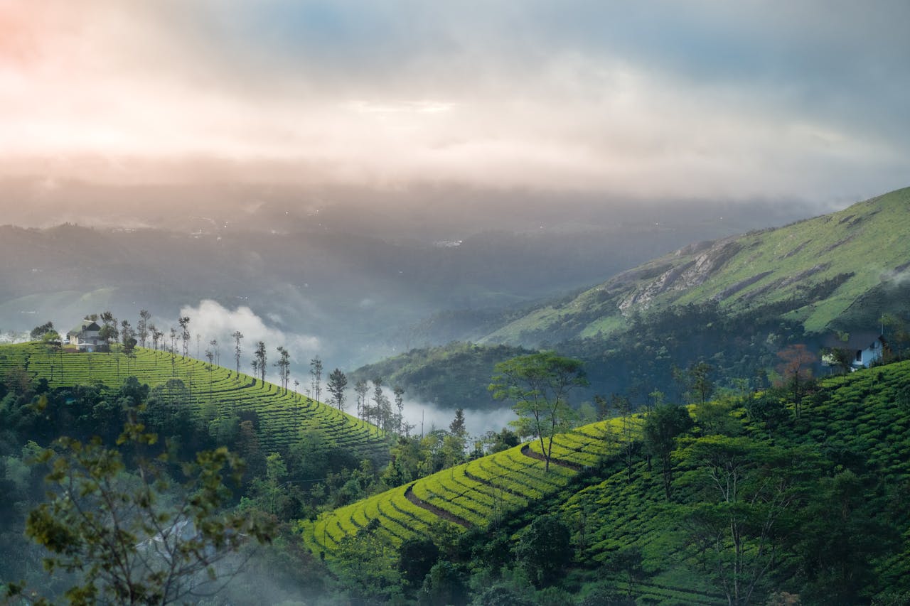 tea plantation